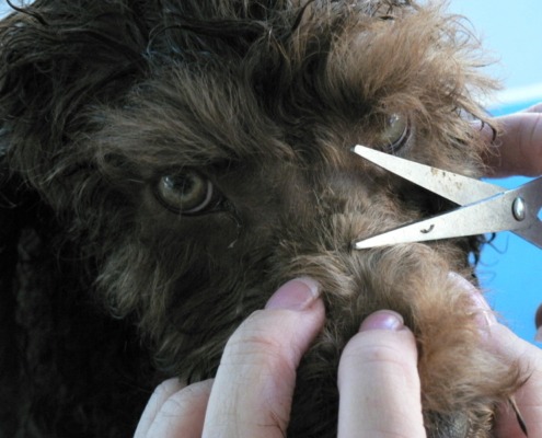 Grooming Curly Hair Australian Labradoodles Puppies