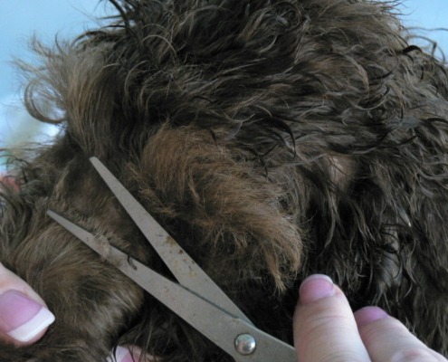 Grooming Curly Hair Australian Labradoodles Puppies