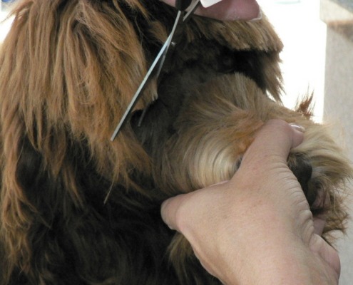 Grooming Standard Chocolate Wavy Hair Australian Labradoodle Puppy