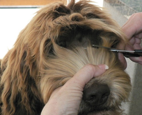 Grooming Standard Chocolate Wavy Hair Australian Labradoodle Puppy