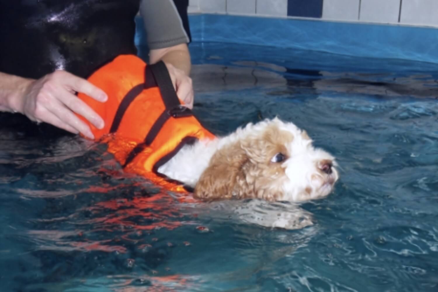 Australian Labradoodle Puppy Swimming in Life Vest