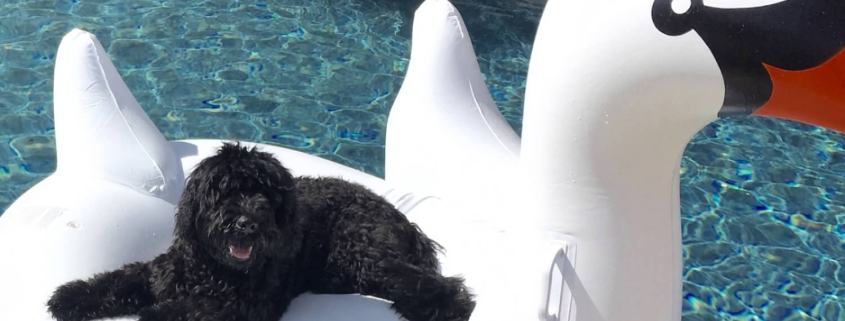 Black Wavy Fleece Australian Labradoodle on Inflatable Swan in Pool