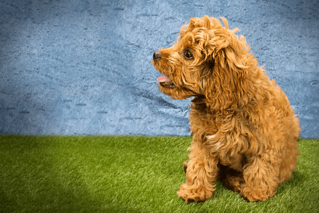 Understanding the Cost of Australian Labradoodles A Comprehensive