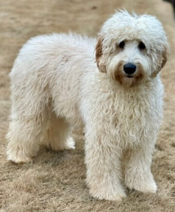 Fluffy cream_chaulk_apricot australian labradoodle standing outdoors