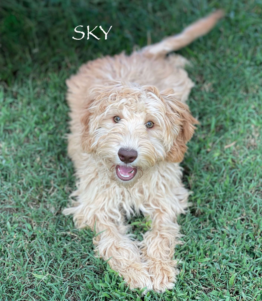caramel fluffy australian labradoodle puppy lying on grass