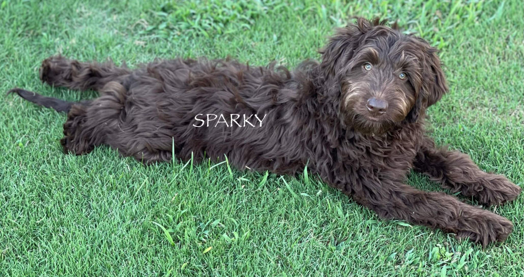 chocolate fluffy australian labradoodle puppy lying on grass
