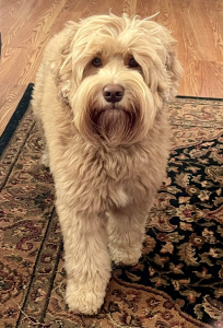 Fluffy caramel australian labradoodle standing on carpet