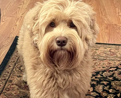 Fluffy caramel australian labradoodle standing on carpet